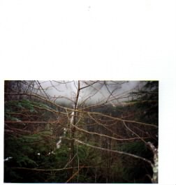 view of mountain through trees