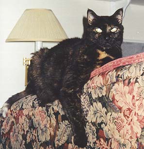 Picture of Callie the Cat