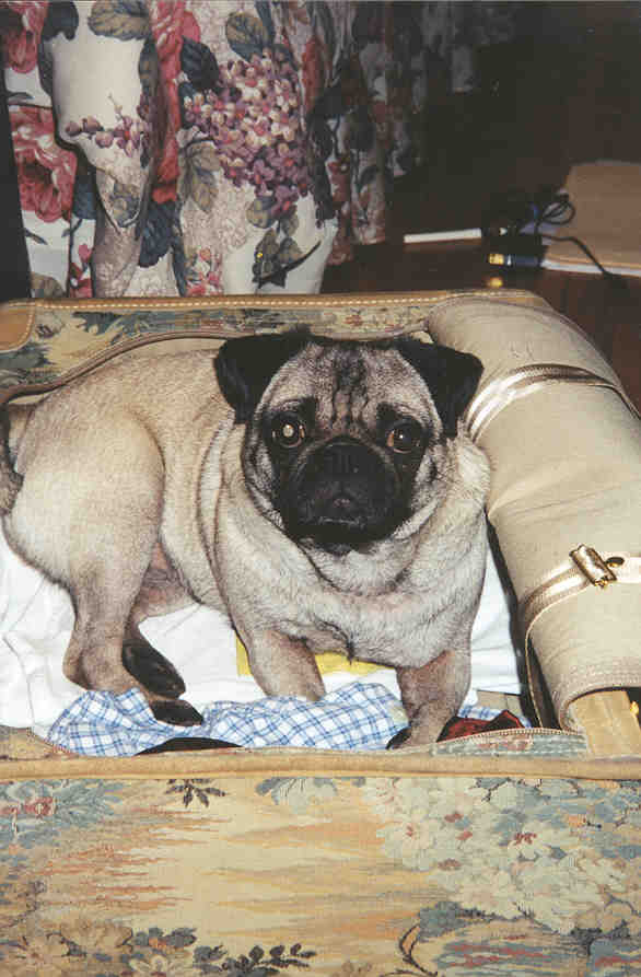Picture of Lilly in the suitcase
