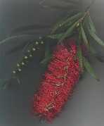 Bottlebrush Flower