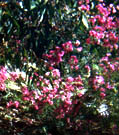 Geraldton Wax in flower