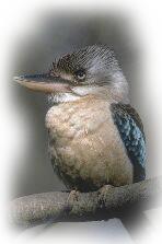 Kookaburra - courtesy Ken Wall. http://kw.mtx.net/auimages