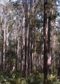 Forest in Pemberton in WA's South West