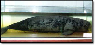 ikan.jpg (8521 bytes)