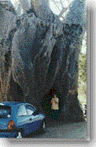 images/baobab.gif (14981 bytes)