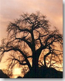 sunset.jpg (22883 bytes)