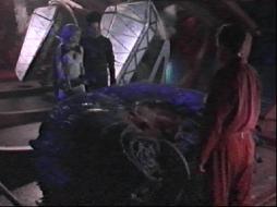 Inspecting a big, dormant insect larva