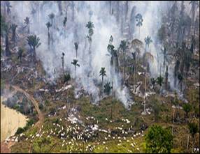 Fire clearing Amazon forest for cattle