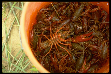 bucket of crawdads