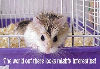hamster cage