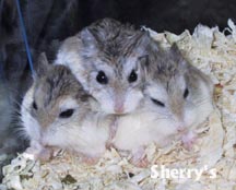 Three Robos Huddled Together