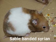 Sable Banded Syrian Hamster