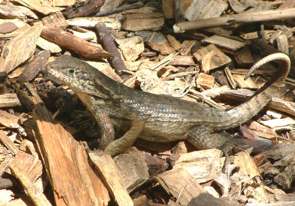 Curly Tailed Lizard