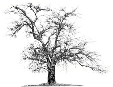 Book 2 of The Master of the Tane