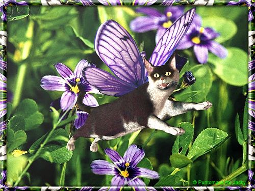 Butterfly Jacky - painted by the Catgang