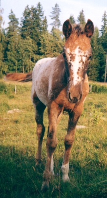 sekarotuinen, Bizzan, synt. 2002 Ruotsi