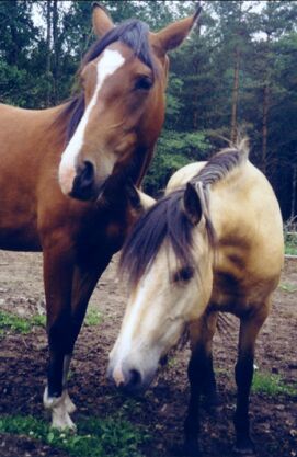 ox-risteytys Cylwia ja russi Madonna, 2 v tammat