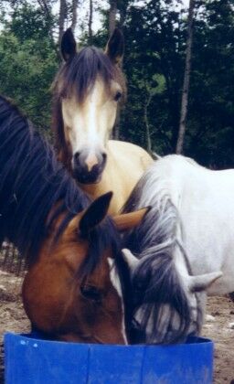 Cylwia, Madonna ja Adalida