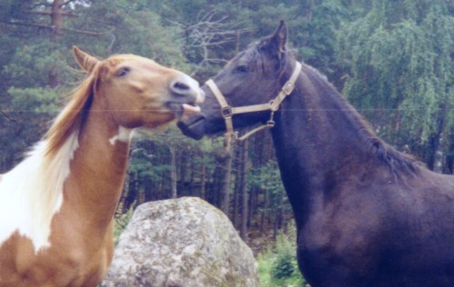 Ruuna Harry ja 2v. friisil�inen ruuna Aldert