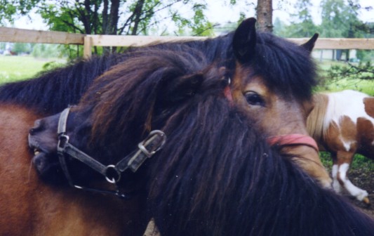 russ t. Ein Great Girl ja SH-ruuna Siltasaaren Romeo