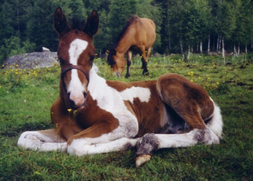 pv-o. Lamborgini  s.2002  Ruotsi