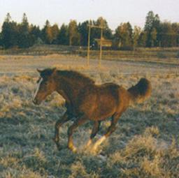 lv-t. Minica    i.Unesco  e.Ynica   s.2002