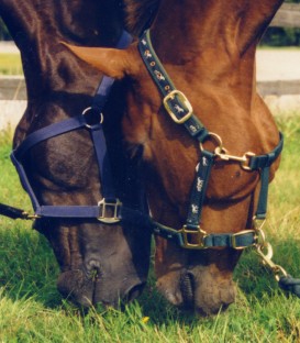 Mllis ja pv-ruuna Milord