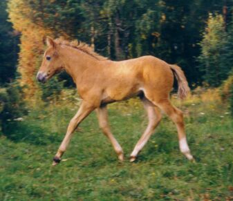 Russ - tammavarsa s.02