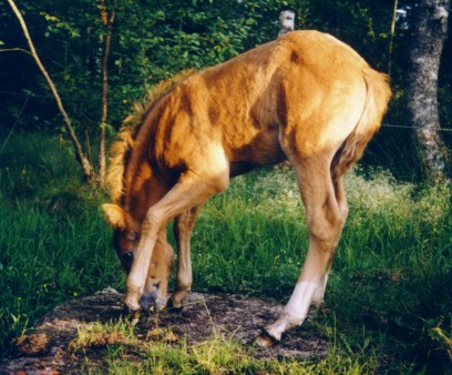 russ-tamma  synt 2002  Ruotsi