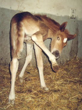 sh-t. Spimaija  i.Jaime  e.Ekuli   s.2003