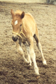 sh-t. Spimaija  i.Jaime  e.Ekuli   s.2003