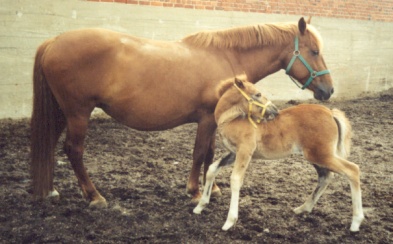 sh-t. Spimaija  i.Jaime  e.Ekuli   s.2003