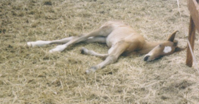 fwb-o. TG Golden Way  e.Main Way  i.Swift  s.1998