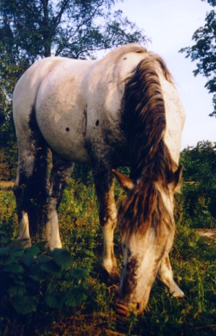 Sekarotuinen ori  Zigge