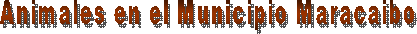 Animales en el Municipio Maracaibo