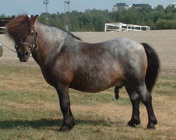 &copy Heini T., kuvissa oikeasti SH o.Ivrig