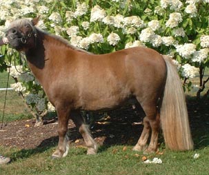 &copy Heini T., kuvissa oikeasti SH t.?