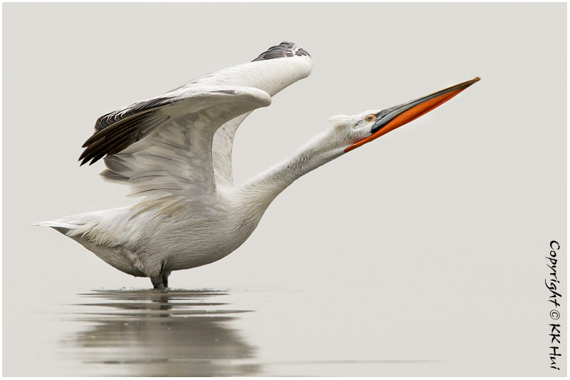 dalmatian pelican