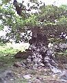 BradgatePark2GnarledOakTree.JPG