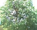 BroughtonHorseChestnutBranches2.JPG