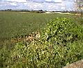 PeterboroughFlagFen7Cropland.JPG