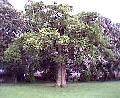 GreatBowden1RecreationGroundOakTree1.JPG