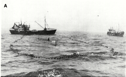 King, No Name, and Caren being captured in Iceland