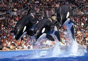 Kotar, Kahana, & Kona