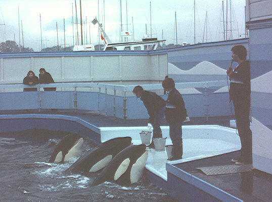 Nootka, Haida, and Tillikum