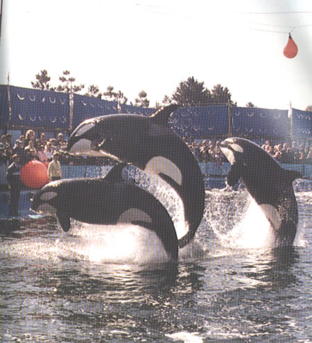 Nootka, Haida, and Tillikum