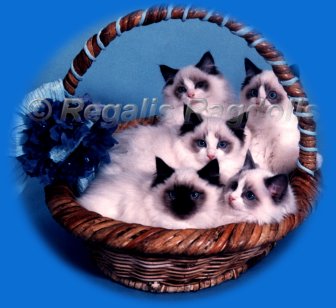 Photo: Regalis Radolls