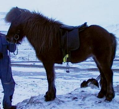 Tempperamenttinen Vofa viel� Islannissa