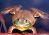 Smiling Frog