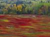 Blueberry field, N.B. [96k]